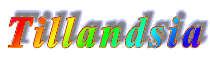 Tillandsia
